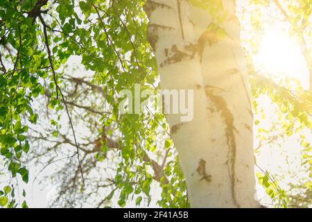 L'albero del Birch con foglie fresche verdi tenera sui suoi rami retroilluminati. Betulla con foglie fresche verde tenera retroilluminate Foto Stock