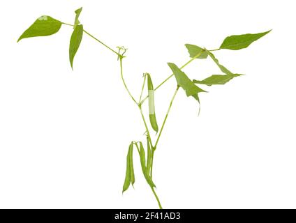 Ramo di Phaseolus vulgaris, pod con foglie isolate su sfondo bianco Foto Stock