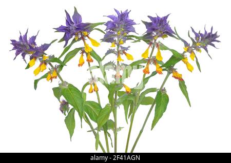 Melampyrum nemorosum fiori isolati su uno sfondo bianco Foto Stock