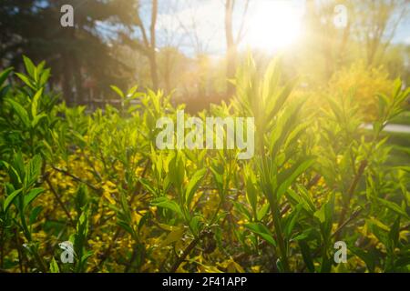 Sole che splende nel giardino attraverso giovani foglie verdi, sunflares e copy-space. Sole che splende nel giardino attraverso giovani foglie verdi Foto Stock