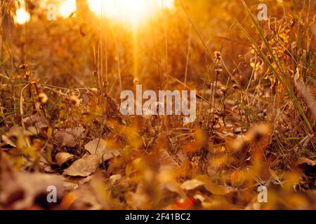 Il sole al tramonto risplende attraverso l'erba autunnale ricoperta di foglie cadute. Umore e colori autunnali. Il sole splende al tramonto attraverso l'erba d'autunno Foto Stock