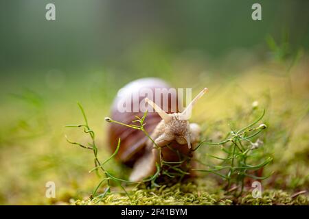 Helix pomatia anche lumaca romano, Borgogna, lumaca lumaca commestibili o escargot, è una specie di grande, commestibili, aria-terra che respira lumaca, un terrestrial pulmonate mollusco gasteropode della famiglia Helicidae. Foto Stock