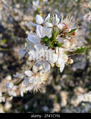 Fiori DI SPINA NERA. Il frutto di Prunus spinosa sono le pendii. Foto: Tony Gale Foto Stock