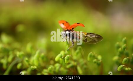 Primo piano fauna selvatica di un ladybug nel verde erba nella foresta. Macrocosmo in natura. La coccinella septempunctata, il ladybird a sette punti, è il ladybird più comune in Europa. Foto Stock