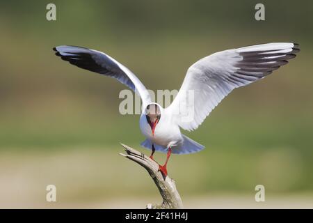 Black-headed Gull - bilanciamento su perchLarus ridibundus Minsere RSPB Reserve Suffolk, UK BI020974 Foto Stock