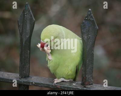 Green necked Parakeet - Psittacula krameri mangiare una arachidi sulle ringhiere di Hyde Park, Londra Foto Stock