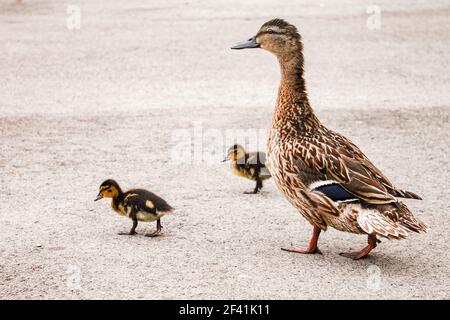 Single madre grigio Wild anatra cammina due piccole anatroccoli nero giallo sull'asfalto. ANAS platyrhynchos è uccello della famiglia dell'anatra Anatidae del Foto Stock