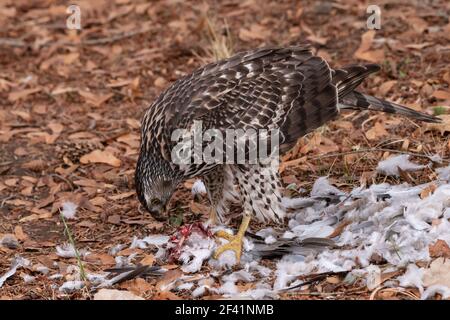 Nord America; Stati Uniti; Montana; Fauna; Uccelli; Predatori; Raptors; Goshawk settentrionale; Accipiter gentilis; mangiare dove Foto Stock