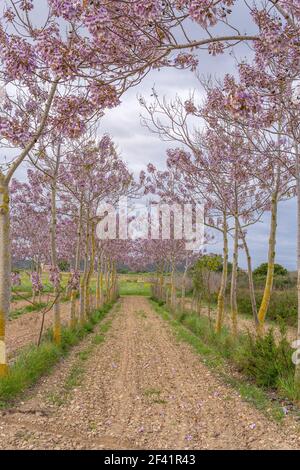 Paulonia Imperial in crescita (Paulownia tomentosa) con fiori viola in una giornata nuvolosa all'interno dell'isola di Maiorca, Spagna Foto Stock