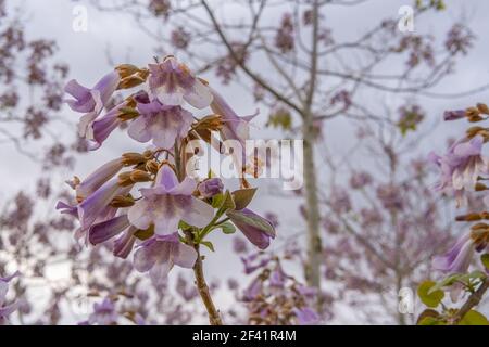 Paulonia Imperial in crescita (Paulownia tomentosa) con fiori viola in una giornata nuvolosa all'interno dell'isola di Maiorca, Spagna Foto Stock