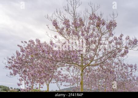 Paulonia Imperial in crescita (Paulownia tomentosa) con fiori viola in una giornata nuvolosa all'interno dell'isola di Maiorca, Spagna Foto Stock