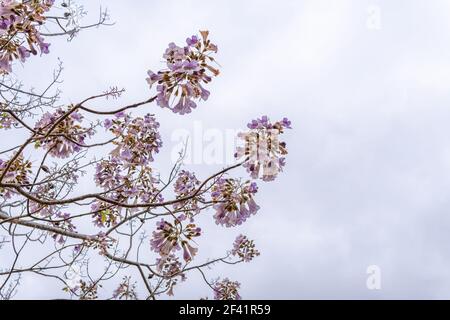 Paulonia Imperial in crescita (Paulownia tomentosa) con fiori viola in una giornata nuvolosa all'interno dell'isola di Maiorca, Spagna Foto Stock