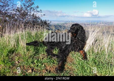 Gordon Setter cane riposante con gli occhi chiusi sul lato del sentiero mentre fuori escursioni. Foto Stock