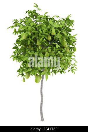 Albero di avocado con gli avocadi isolati su sfondo bianco. 3d illustrazione Foto Stock