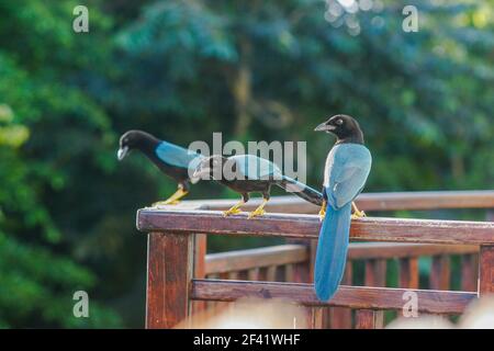 Yucatan Jay (Cyanocorax yucatanicus) , Riviera Maya, Penisola dello Yucatan, Messico Foto Stock