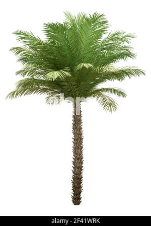 Data la struttura Palm Tree isolati su sfondo bianco. 3d illustrazione Foto Stock