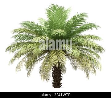 Data la struttura Palm Tree isolati su sfondo bianco. 3d illustrazione Foto Stock