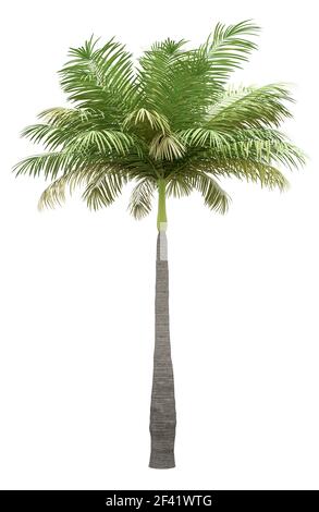 Bottiglia Palm tree isolati su sfondo bianco. 3d illustrazione Foto Stock