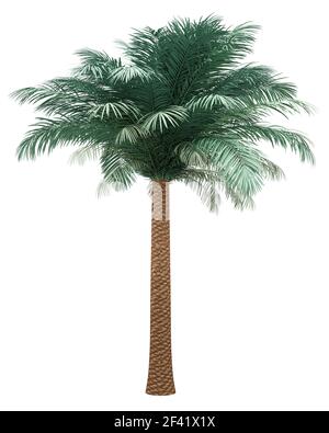 Data d'argento Palm tree isolati su sfondo bianco. 3d illustrazione Foto Stock