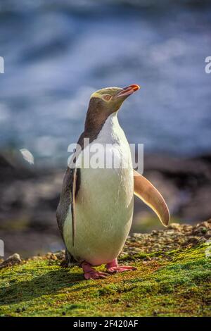 Pinguino dall'occhio giallo (antipodi Megadyptes), specie rare di pinguini, isola di Enderby, subantartico, Nuova Zelanda, Foto Stock