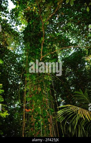 Vista degli alberi in eccesso nella foresta, Golden Pothos, Epipremnum aureum, piante con radici aeree. Seychelles. Foto Stock