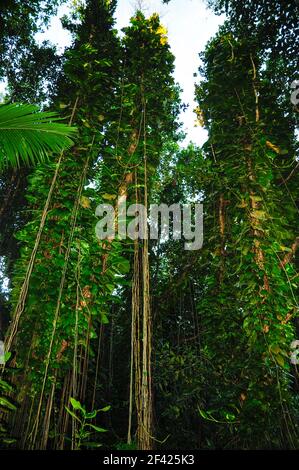 Vista degli alberi in eccesso nella foresta, Golden Pothos, Epipremnum aureum, piante con radici aeree. Seychelles. Foto Stock