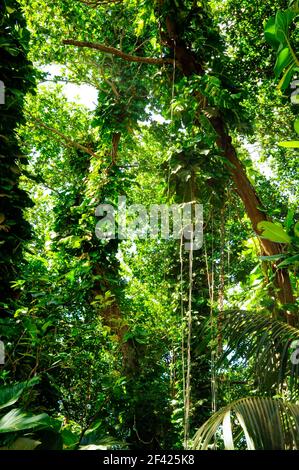 Vista degli alberi in eccesso nella foresta, Golden Pothos, Epipremnum aureum, piante con radici aeree. Seychelles. Foto Stock