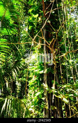 Vista degli alberi in eccesso nella foresta, Golden Pothos, Epipremnum aureum, piante con radici aeree. Seychelles. Foto Stock