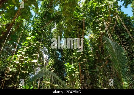 Vista degli alberi in eccesso nella foresta, Golden Pothos, Epipremnum aureum, piante con radici aeree. Seychelles. Foto Stock