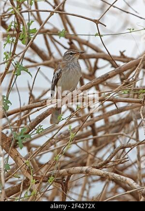 Scrub-robin (Cercotrichas leucophrys vulpina) adulto arroccato nel bush Tsavo West NP, Kenya Novembre Foto Stock