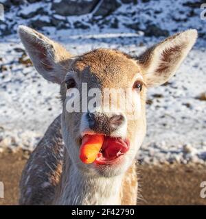 Allaccia il cervo che snacking su una carota Foto Stock