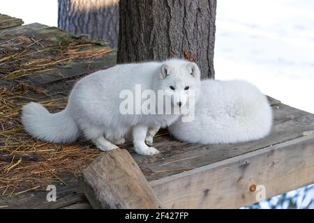 Due volpi artiche completamente bianche. Uno è il napping e l'altro vuole giocare! Foto Stock
