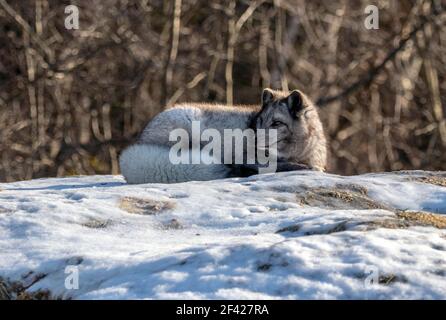 Volpe artica (Vulpes lagopus) con un cappotto grigiastro sdraiato su una roccia ricoperta di neve al sole con la sua coda soffice avvolti intorno a sé Foto Stock