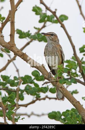 Scrub-robin (Cercotrichas leucophrys vulpina) adulto arroccato nel bush Tsavo West NP, Kenya Novembre Foto Stock