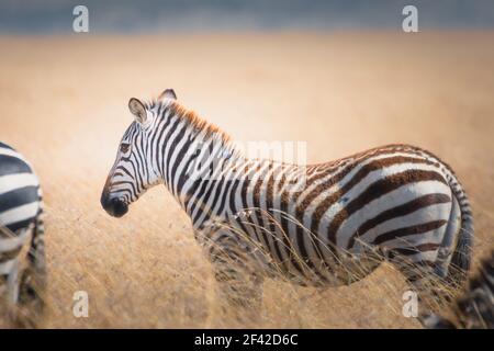 Una vista posteriore di una zebra selvaggia nella Riserva Nazionale di Maasai Mara, Kenya, Tanzania Foto Stock