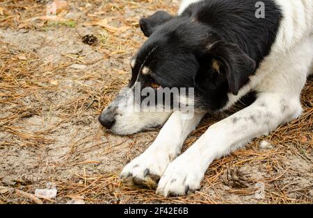 Cane bianco nero che giace sulla terra della foresta. Cane con occhi marroni. Animali domestici mettere muso sulle zampe. Cane di razza mista triste. Non razza cane crogiolarsi, riscaldamento con pino gro Foto Stock