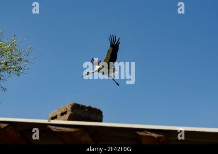 Cicogna bianca sul tetto. Una magnifica cicogna bianca mostra la fineria del suo piumaggio mentre passa in alto nel cielo sullo sfondo del cielo. Visualizza da Foto Stock