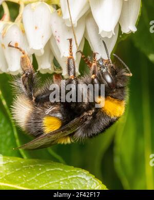 Bumblebee in talco di bufo Foto Stock