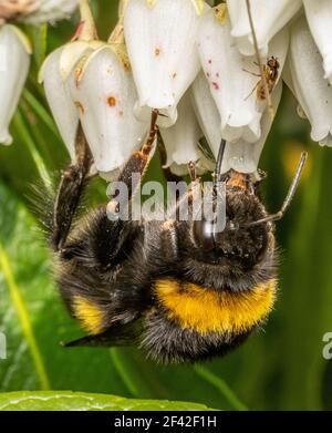 Bumblebee in talco di bufo Foto Stock