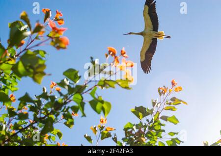 Cicogna bianca in alto. Una magnifica cicogna bianca mostra la fineria del suo piumaggio mentre passa in alto nel cielo sullo sfondo del sole. Vista da t Foto Stock