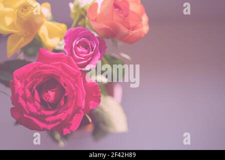 belle rose colorate rosse, rosa, gialle e bianche su un bambino sfondo rosa e grigio per matrimoni o auguri romantici e desideri. Riassunto Foto Stock