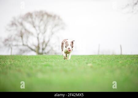 Cane da pastore di confine Collie che pastora pecore sull'erba Foto Stock