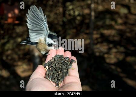 Un nero capped chickadee atterraggio su una mano che tiene i semi. Giorno di sole. Mettere a fuoco sul volto dell'uccello. Spazio per il testo. Foto Stock