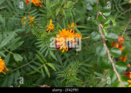 L'ape raccoglie il nettare seduto su un marigold arancione. Ape su fiori in fiore marigold flowers.Red e fiori d'arancio, fotografie botaniche. Foto Stock