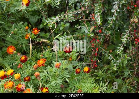 L'ape raccoglie il nettare seduto su un marigold arancione. Ape su fiori in fiore marigold flowers.Red e fiori d'arancio, fotografie botaniche. Foto Stock