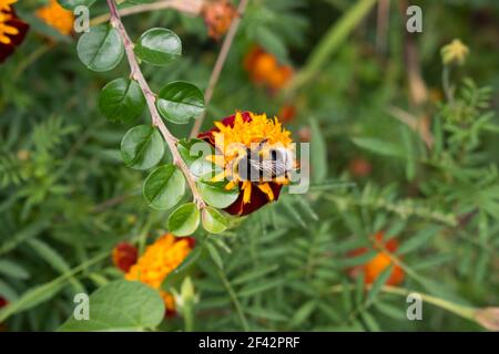 L'ape raccoglie il nettare seduto su un marigold arancione. Ape su fiori in fiore marigold flowers.Red e fiori d'arancio, fotografie botaniche. Foto Stock
