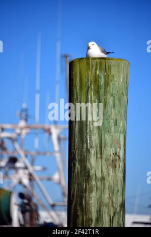 Un gabbiano solco è appollaiato in cima a un ormeggio in legno in un ambiente marina in un bel pomeriggio. Foto Stock