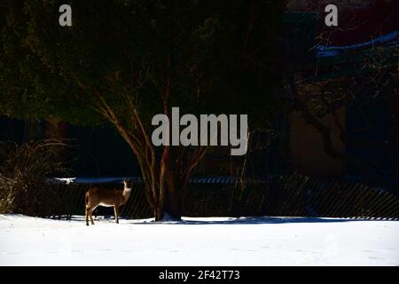 un cervo solista in piedi in un campo nevoso di fronte di grandi alberi in un pomeriggio brillantemente illuminato dal sole Foto Stock