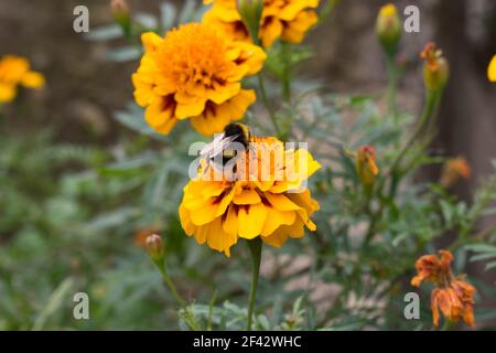 L'ape raccoglie il nettare seduto su un marigold arancione. Ape su fiori in fiore marigold flowers.Red e fiori d'arancio, fotografie botaniche. Foto Stock