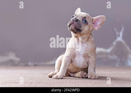Dreamy piccolo lilla cucito colorato francese Bulldog cucciolo con occhi blu rivolti verso l'alto davanti alla parete grigia Foto Stock